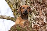 RODESIAN RIDGEBACK 091